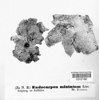 Endocarpon miniatum image